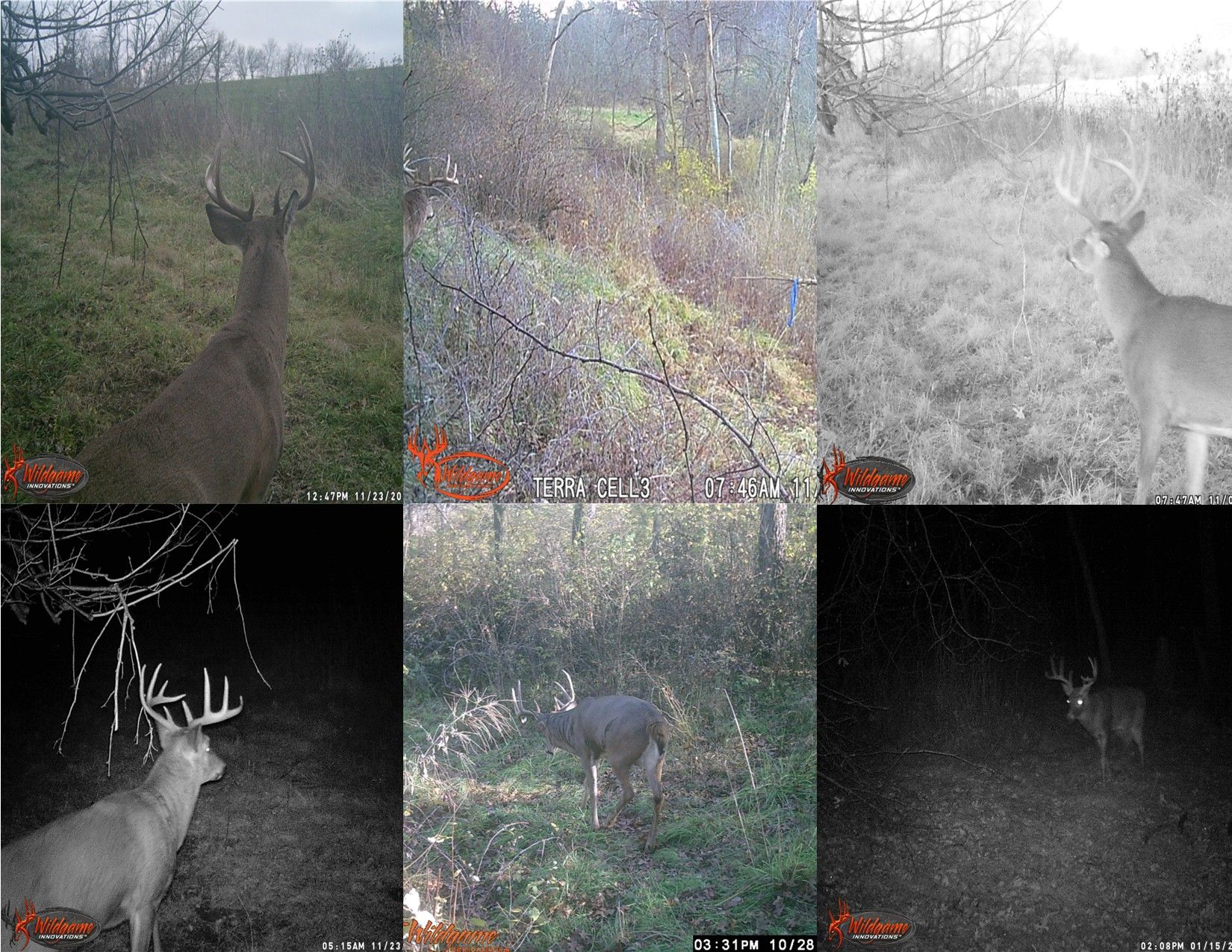 Listing Photo: Trail Camera Photo Bunch